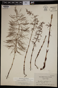 Equisetum sylvaticum image