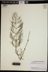 Equisetum sylvaticum image