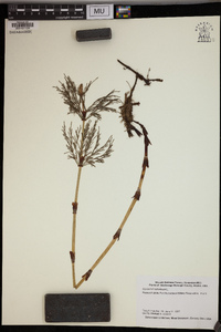 Equisetum sylvaticum image