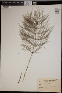 Equisetum sylvaticum image