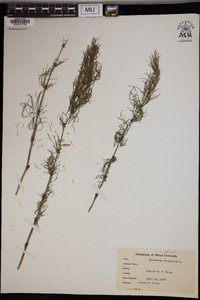 Equisetum sylvaticum image