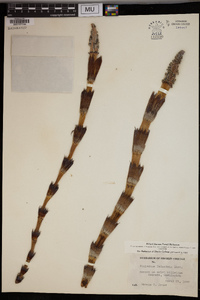 Equisetum telmateia image