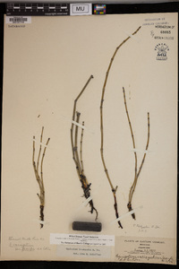 Equisetum trachyodon image