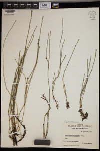 Equisetum variegatum image