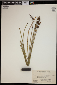 Equisetum variegatum var. jesupii image