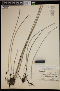 Equisetum variegatum image