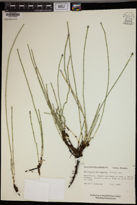 Equisetum variegatum image