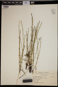 Equisetum variegatum image