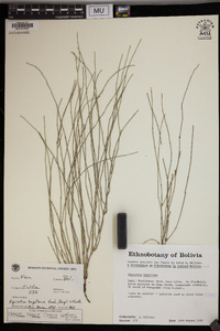 Equisetum bogotense image