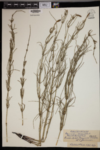 Equisetum palustre image