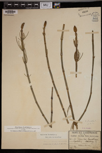 Equisetum fluviatile image