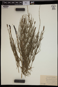 Equisetum palustre image