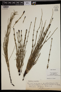 Equisetum palustre image