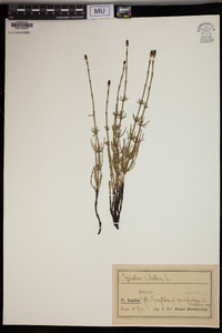 Equisetum palustre image