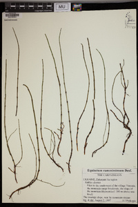 Equisetum ramosissimum image