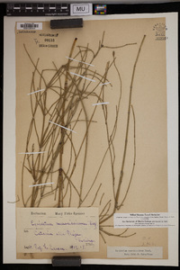 Equisetum ramosissimum image