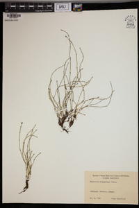 Equisetum scirpoides image