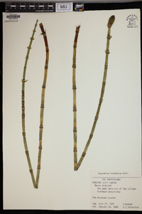 Equisetum telmateia image