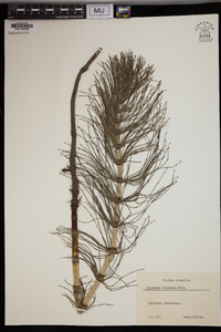 Equisetum telmateia image