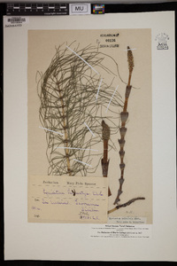 Equisetum telmateia image