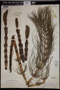 Equisetum telmateia image