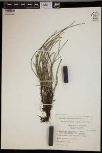 Equisetum variegatum image