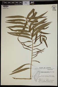 Plenasium banksiifolium image