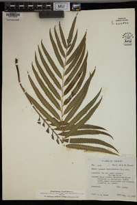 Plenasium banksiifolium image