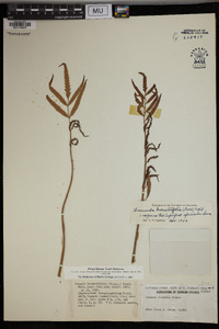 Plenasium banksiifolium image