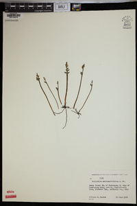 Botrychium matricariifolium image