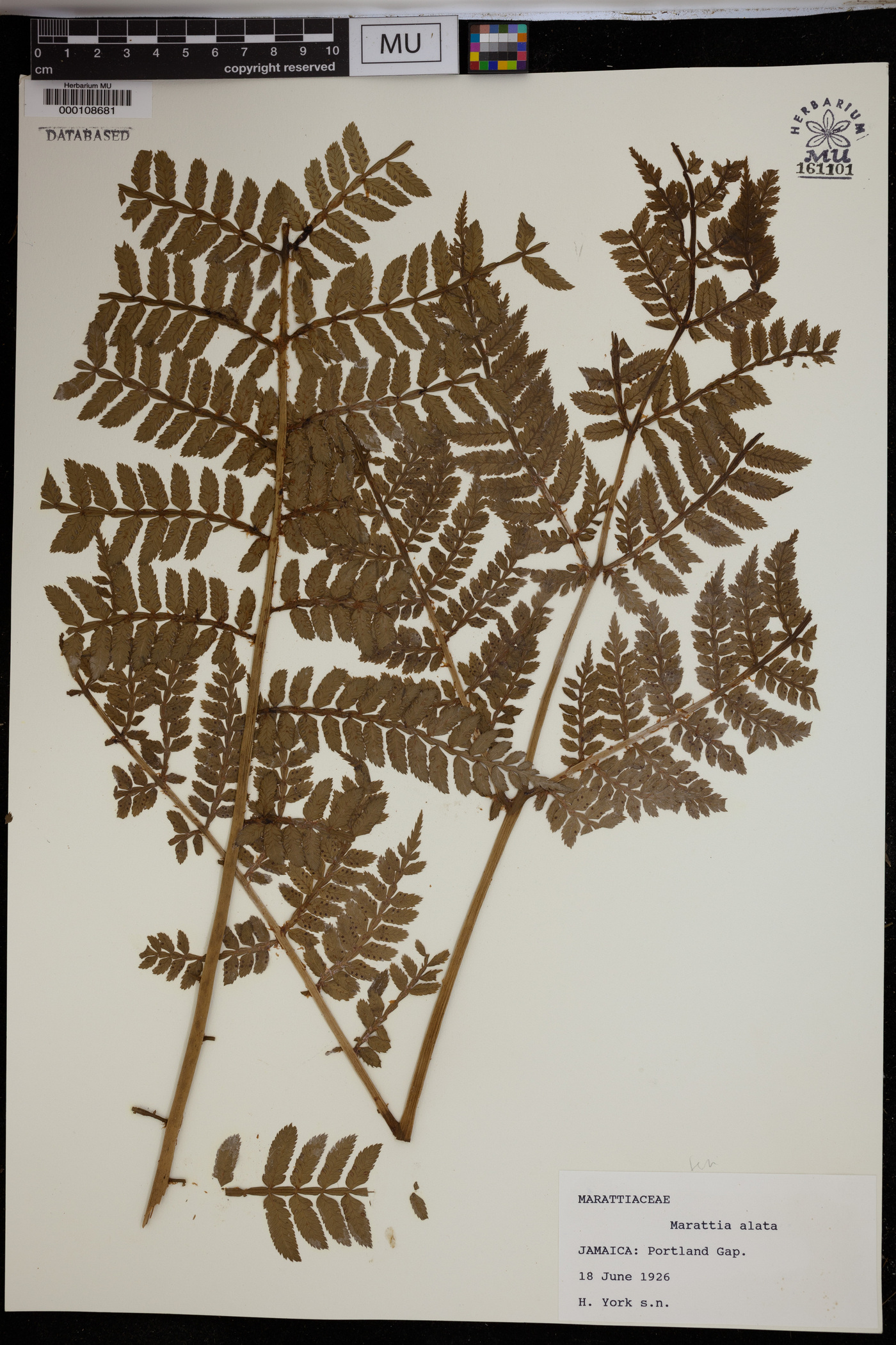 Marattia alata image