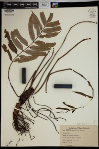 Danaea jamaicensis image