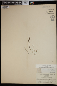 Botrychium lanceolatum image