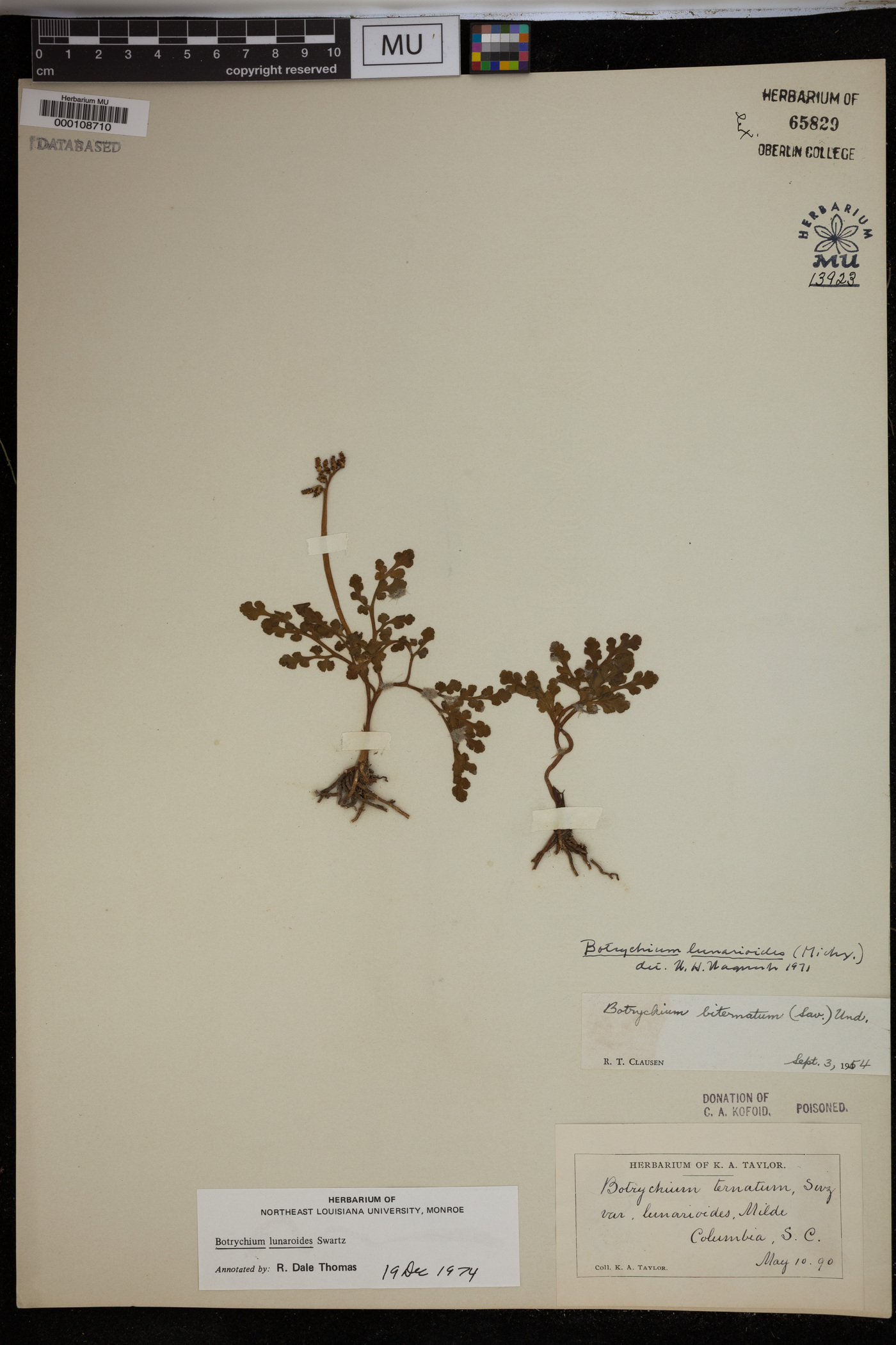 Botrychium lunarioides image