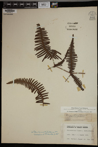 Dicranopteris linearis image