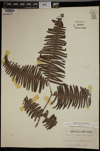 Dicranopteris linearis image