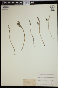 Botrychium matricariifolium image