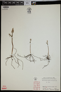 Botrychium matricariifolium image