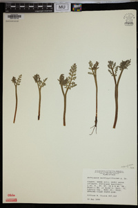 Botrychium matricariifolium image