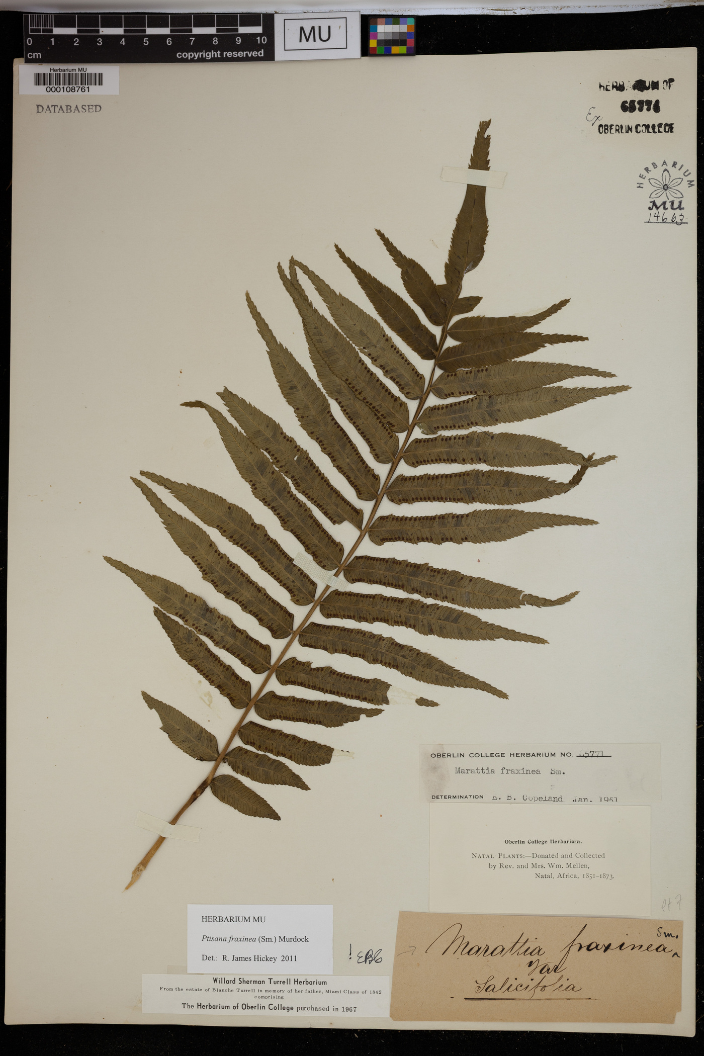 Ptisana fraxinea image