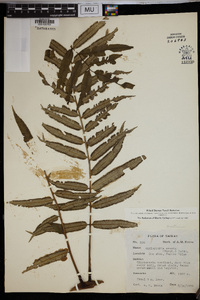 Angiopteris evecta image
