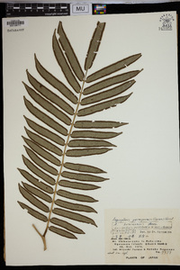 Angiopteris palmiformis image
