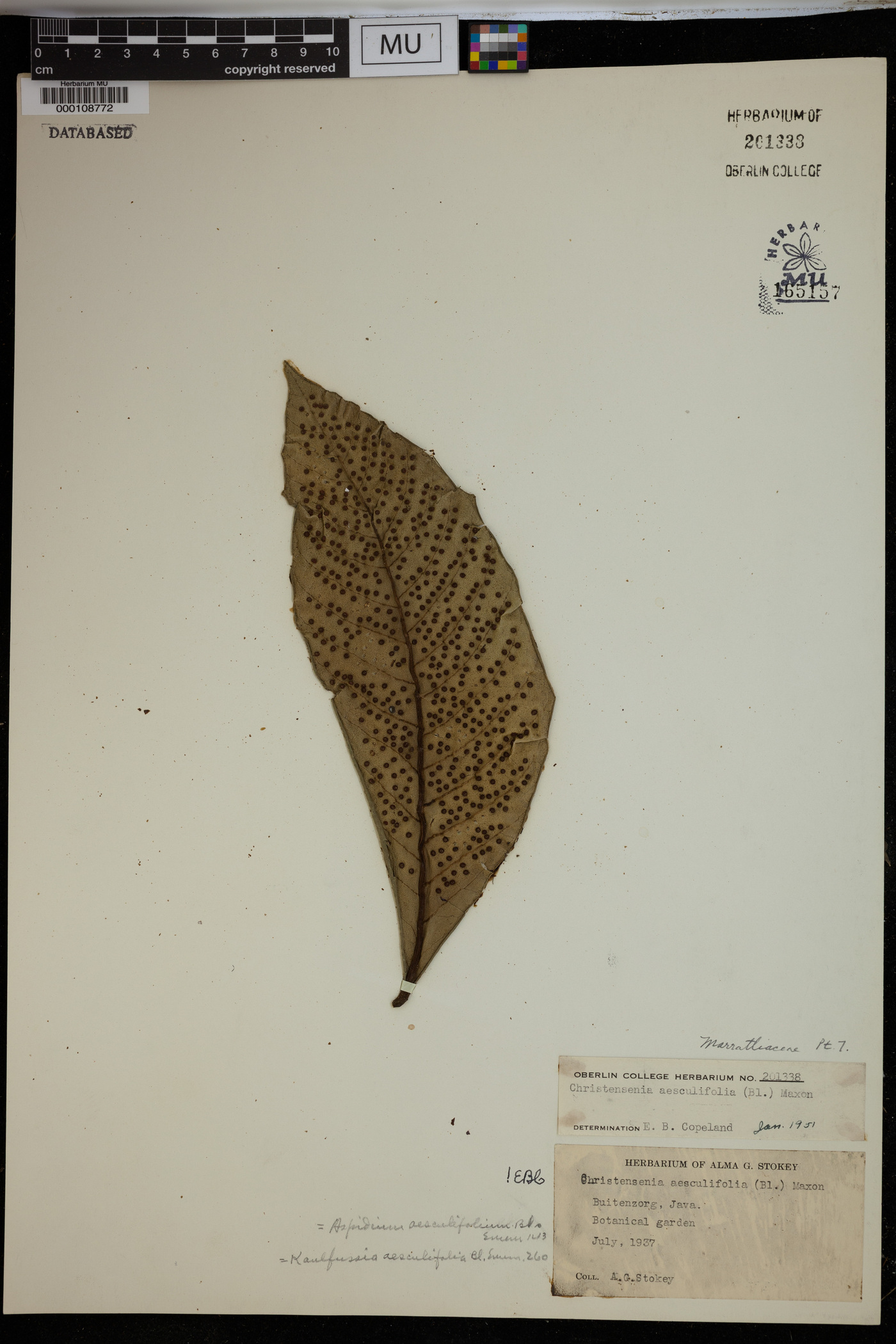 Christensenia aesculifolia image