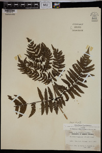 Marattia douglasii image