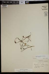 Botrychium simplex image