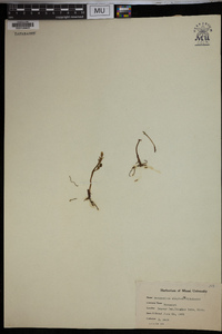 Botrychium simplex image