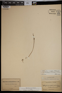 Botrychium matricariifolium image