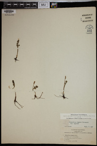 Botrychium simplex image