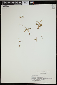 Ophioglossum crotalophoroides image