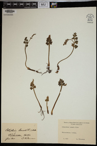 Botrychium boreale image